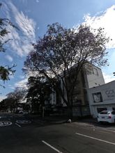 Arboles de colores embellecen a Cali 