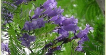 Arboles de colores embellecen a Cali 