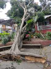 Acciones coordinadas  para atenci&oacute;n de volcamiento de individuos arb&oacute;reos