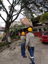 Acciones coordinadas  para atenci&oacute;n de volcamiento de individuos arb&oacute;reos