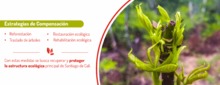 Compensaci&oacute;n Arb&oacute;rea