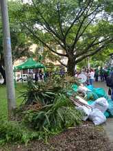 Embellecimiento, recuperaci&oacute;n de espacios  verdes y nuevos jardines para Cali