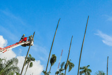 Dagma sigue trabajos para recuperar el verde de la Plaza de Cayzedo