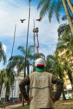 Dagma sigue trabajos para recuperar el verde de la Plaza de Cayzedo