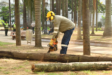 Dagma sigue trabajos para recuperar el verde de la Plaza de Cayzedo