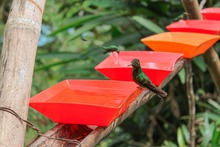 El turismo cale&ntilde;o se impulsar&aacute; con bosques m&aacute;gicos y avistamiento de aves