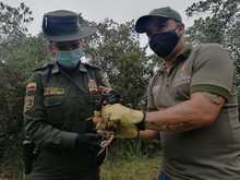 Liberaciones de fauna silvestre decomisada por tr&aacute;fico ilegal 