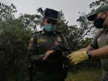 Liberaciones de fauna silvestre decomisada por tr&aacute;fico ilegal 