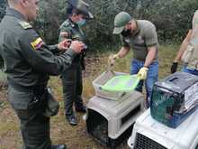 Liberaciones de fauna silvestre decomisada por tr&aacute;fico ilegal 