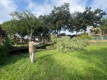 Despedida de una de las acacias del Hospital Geri&aacute;trico San Miguel