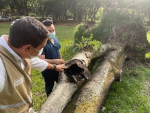 Despedida de una de las acacias del Hospital Geri&aacute;trico San Miguel