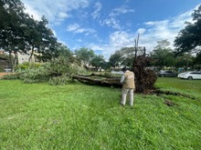 Despedida de una de las acacias del Hospital Geri&aacute;trico San Miguel