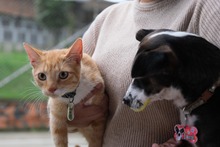 M&aacute;s de 3000 cupos para esterilizaci&oacute;n de mascotas en la comuna 21