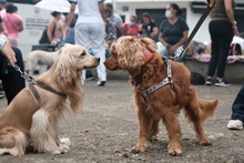 M&aacute;s de 3000 cupos para esterilizaci&oacute;n de mascotas en la comuna 21