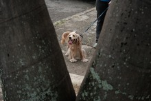 M&aacute;s de 3000 cupos para esterilizaci&oacute;n de mascotas en la comuna 21