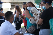 M&aacute;s de 3000 cupos para esterilizaci&oacute;n de mascotas en la comuna 21