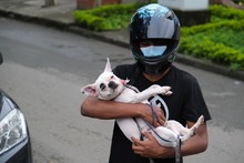 M&aacute;s de 3000 cupos para esterilizaci&oacute;n de mascotas en la comuna 21