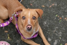 M&aacute;s de 3000 cupos para esterilizaci&oacute;n de mascotas en la comuna 21