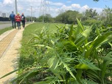 Cali respira aire renovado con el nuevo pulm&oacute;n verde para la ciudad