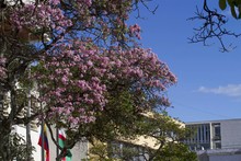 Cali, territorio rico y privilegiado en flora y fauna. Informe especial en el d&iacute;a de la biodiversidad