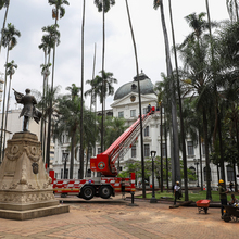 Intervienen 21 palmas zanconas en la Plaza de Cayzedo 