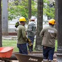 Intervienen 21 palmas zanconas en la Plaza de Cayzedo 