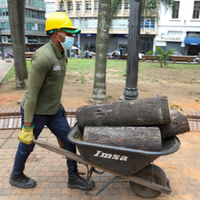Intervienen 21 palmas zanconas en la Plaza de Cayzedo 
