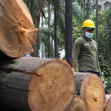 Intervienen 21 palmas zanconas en la Plaza de Cayzedo 