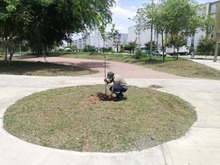 Ciudad Pac&iacute;fica cuenta desde hoy con un nuevo pulm&oacute;n verde