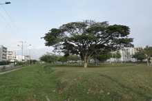 Ciudad Pac&iacute;fica cuenta desde hoy con un nuevo pulm&oacute;n verde