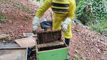 Abejas Apis Mellifera fueron rescatadas y llevadas al apiario de Villacarmelo