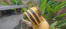 Abejas Apis Mellifera fueron rescatadas y llevadas al apiario de Villacarmelo