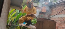 Abejas Apis Mellifera fueron rescatadas y llevadas al apiario de Villacarmelo