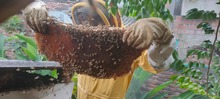 Abejas Apis Mellifera fueron rescatadas y llevadas al apiario de Villacarmelo