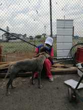  Atender a las familias interespecie de habitantes de la calle es un compromiso con la dignidad
