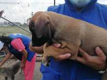  Atender a las familias interespecie de habitantes de la calle es un compromiso con la dignidad