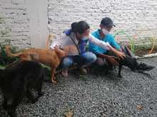  Atender a las familias interespecie de habitantes de la calle es un compromiso con la dignidad