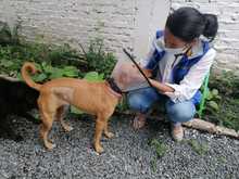  Atender a las familias interespecie de habitantes de la calle es un compromiso con la dignidad
