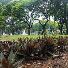 Desde el programa Zonas Te Queremos Cali, el parque Versalles recupera su verdor y tranquilidad