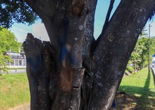 Intervenci&oacute;n a los &aacute;rboles de la autopista suroriental de Cali