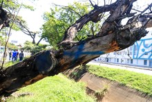 Intervenci&oacute;n a los &aacute;rboles de la autopista suroriental de Cali