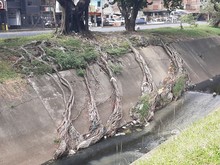 Recuperaci&oacute;n ambiental integral en el corredor arb&oacute;reo de la autopista Suroriental 