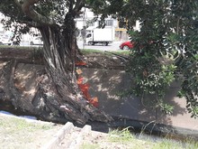 Recuperaci&oacute;n ambiental integral en el corredor arb&oacute;reo de la autopista Suroriental 