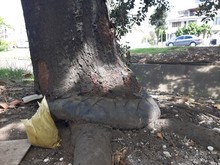 Recuperaci&oacute;n ambiental integral en el corredor arb&oacute;reo de la autopista Suroriental 