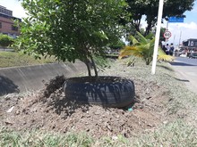 Recuperaci&oacute;n ambiental integral en el corredor arb&oacute;reo de la autopista Suroriental 