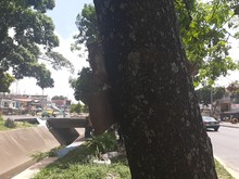 Recuperaci&oacute;n ambiental integral en el corredor arb&oacute;reo de la autopista Suroriental 