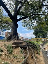 Recuperaci&oacute;n ambiental integral en el corredor arb&oacute;reo de la autopista Suroriental 