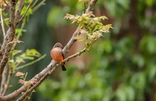  &lsquo;D&iacute;a Nacional de las Aves&rsquo;, reconocimiento a estos hermosos seres alados