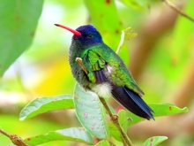  &lsquo;D&iacute;a Nacional de las Aves&rsquo;, reconocimiento a estos hermosos seres alados