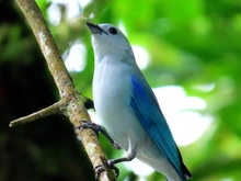  &lsquo;D&iacute;a Nacional de las Aves&rsquo;, reconocimiento a estos hermosos seres alados